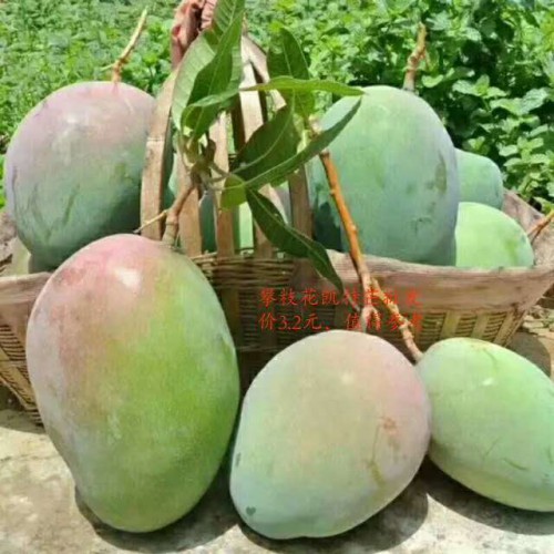 现在2020年金煌芒多少钱一斤？金煌芒种植前景