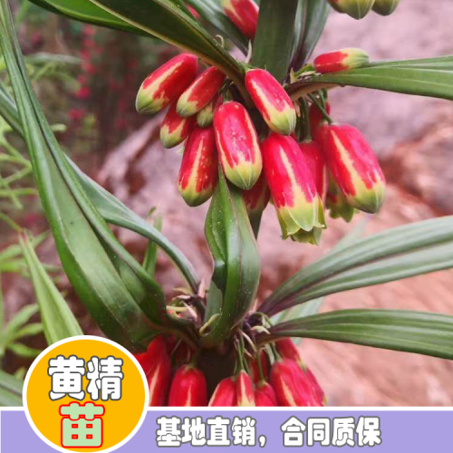 现在2020年楚雄黄精种苗多少钱一棵？楚雄黄精种苗种植前景