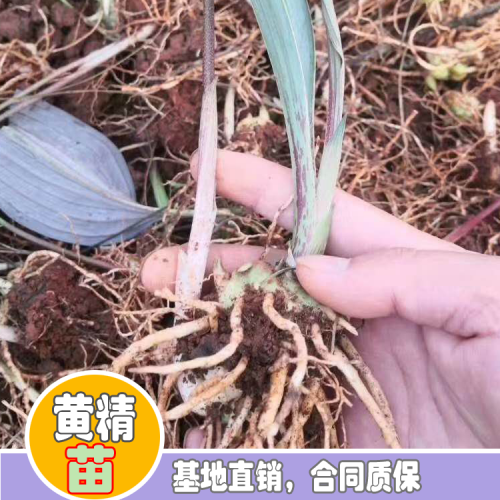 黄精种苗多少钱一棵？2020-05-27四川成都黄精种苗价格