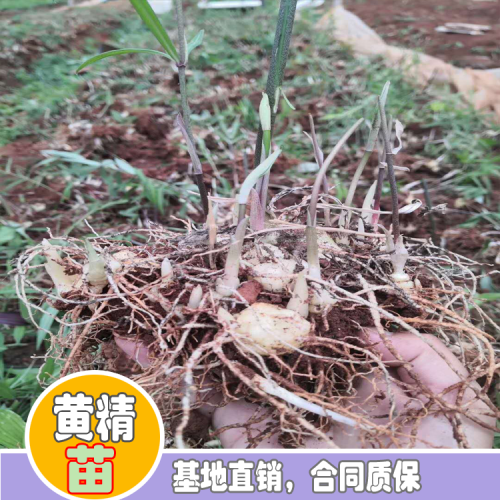 黄精怎样栽种？黄精种植种植技术 黄精种植照片