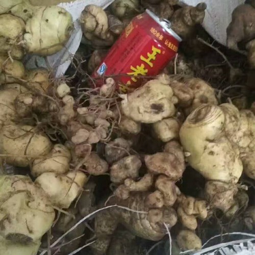 哪里的黄精价格便宜_云南黄精自产自销公司