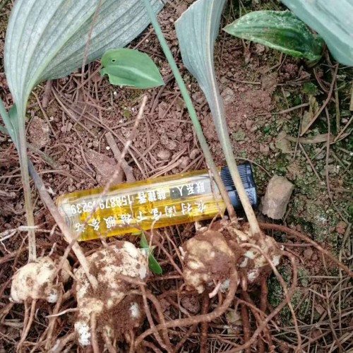 两种黄精苗种子繁育方法_云南黄精中药材种植技术网