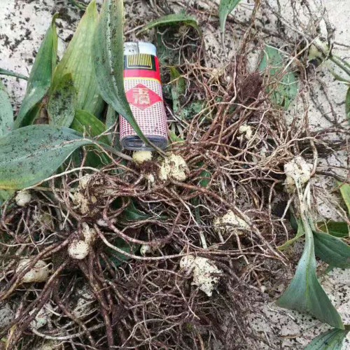 2019黄精种苗_黄精种子行情走势-黄精种植公司基地
