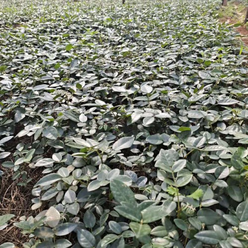 山豆根（苗)|怎么种植山豆根（苗）