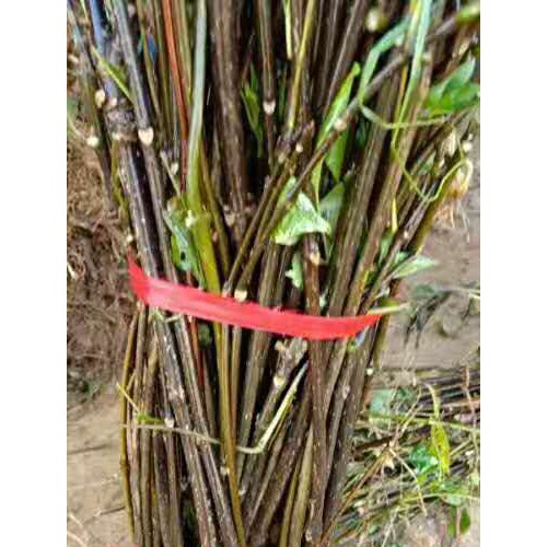 吴茱萸苗价钱要多少钱一株?栽培技术关键点有什么?