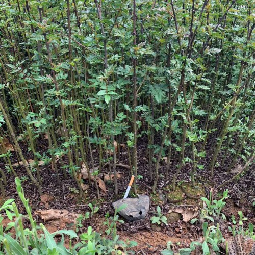 贡椒一般什么时候种？附普遍病害的药物预防关键点