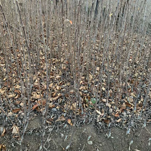 苹果籽如何种能成活？如何种植批发