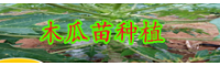 木瓜一般什么时候栽种？栽培技术技术性关键点有什么？