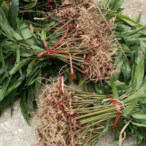 砂仁价格多少钱一斤？有哪些功效与作用？