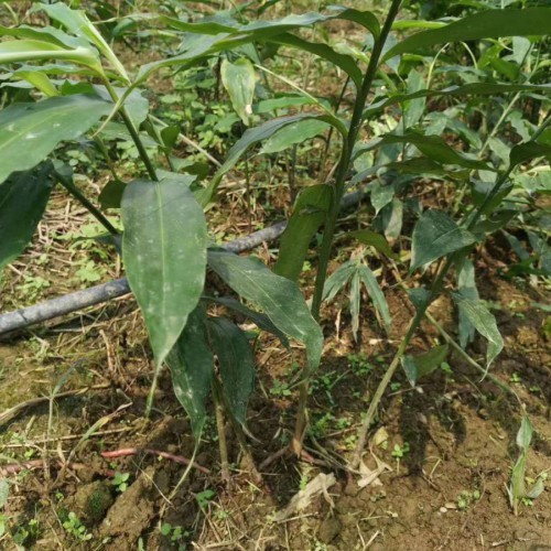 提高砂仁产量的栽培技术与管理方法
