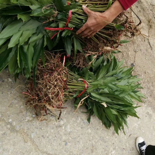 花椒树的种植技术是啥？价格多少钱一棵？