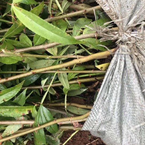 花椒价钱多少钱一斤？和麻椒有什么不同？