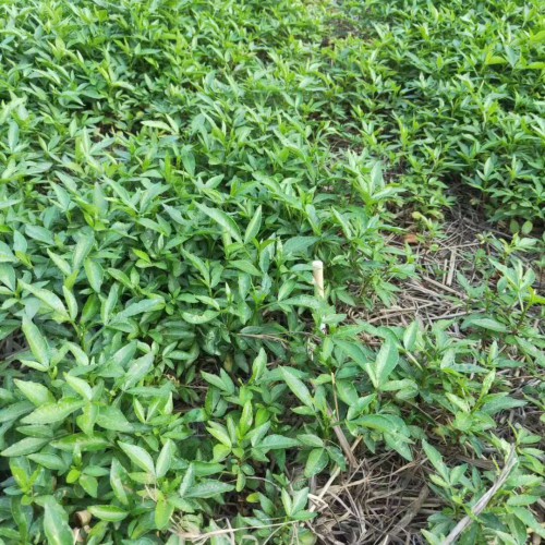 没刺花椒苗价钱要多少钱一棵?一亩地必须是多少?