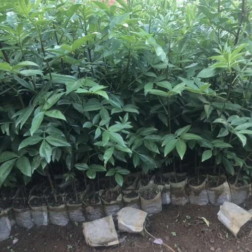 花椒種子何时获得？解决方法是啥？