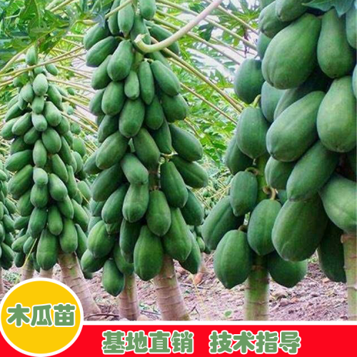木瓜合适哪些地方栽种？一般两年結果？