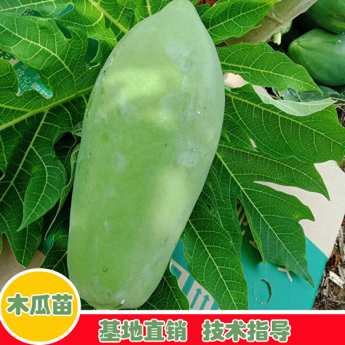 木瓜栽种与获得時间是什么时候？木瓜能够 生产加工吗？