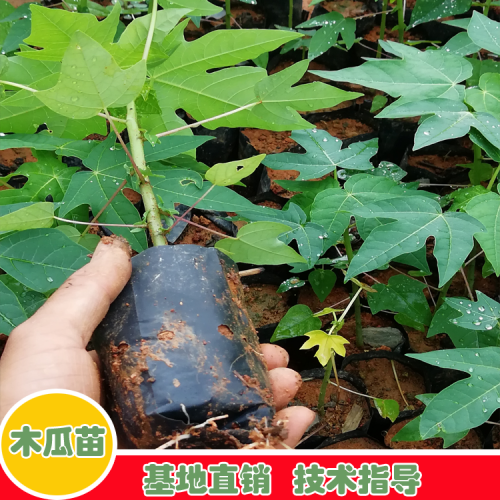 木瓜树能活多少年？栽下后两年能结果实？
