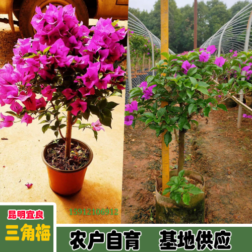 三角梅的饲养方式和常见问题大盘点，那样养才可以盛开！