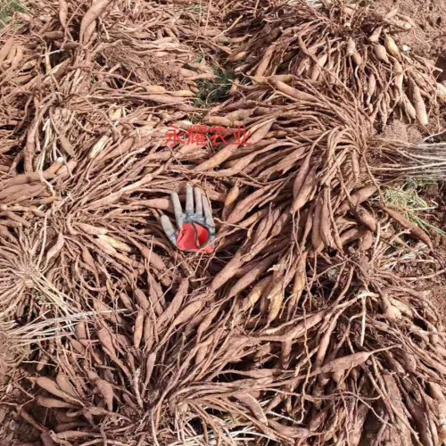 天门冬价钱是多少钱一斤？如何吃？有哪些作用与功效？