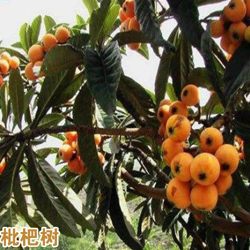 枇杷树能够种在家里吗?栽种枇杷树有哪些要留意?