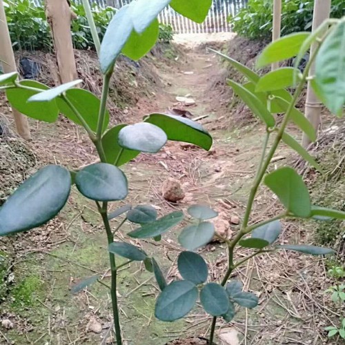 山豆根价钱大约多少钱一斤？附栽培技术！