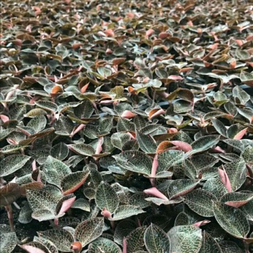 金线莲栽种市场前景如何？附种植技术详细介绍！