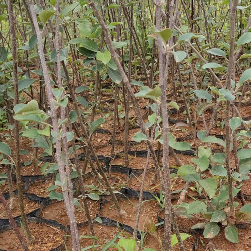 丑苹果和一般苹果差别是啥？原产地知名的在哪儿？