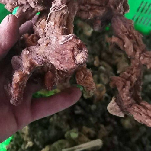 中药材黄精遍布在什么地域？作用与功效是啥？