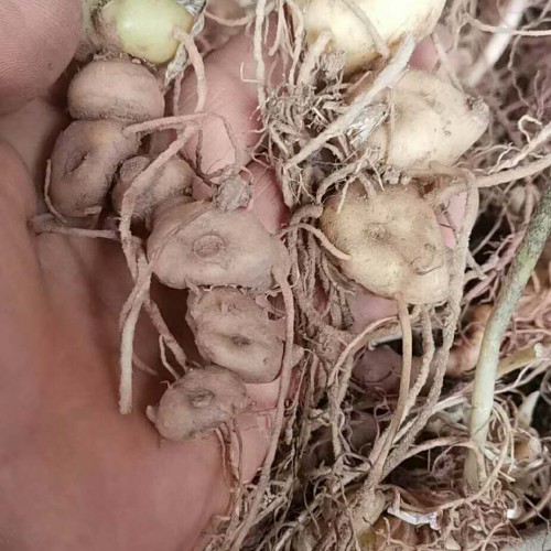 能补肾壮阳的黄精还有哪些作用与功效？如何吃效果非常的好？