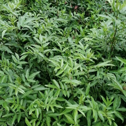 花椒树要多少钱一颗？一棵花椒树产几公斤花椒？