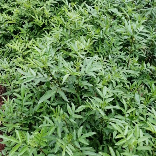 目前市面上的花椒籽价钱大概多少钱一斤？能干什么？能否栽种？怎么种？