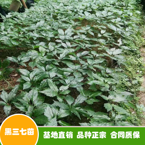 三七種子多少钱一斤？买回去怎么种植好？