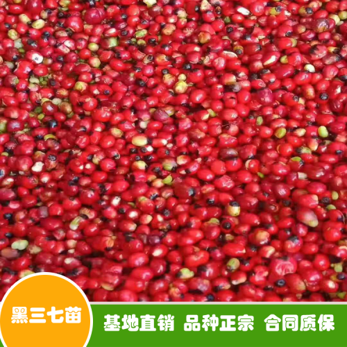 云南省三七粉价钱多少钱一斤？保存期是多长时间？