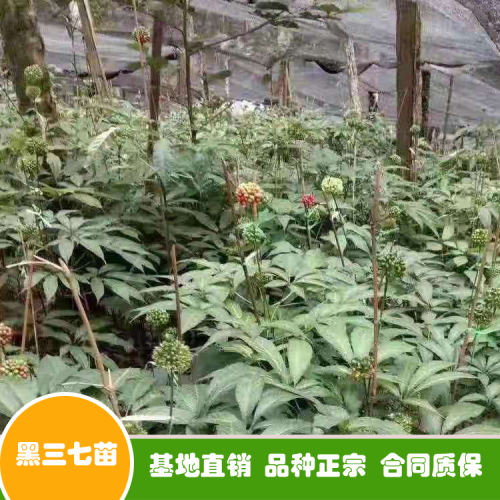 “金不换”三七价钱多少钱一斤？栽种盈利如何？