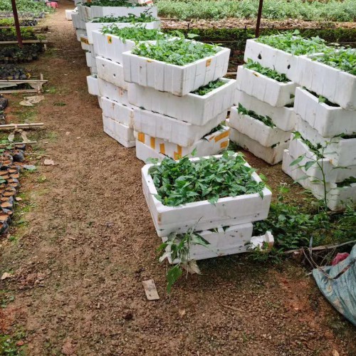 百部的栽种市场前景剖析