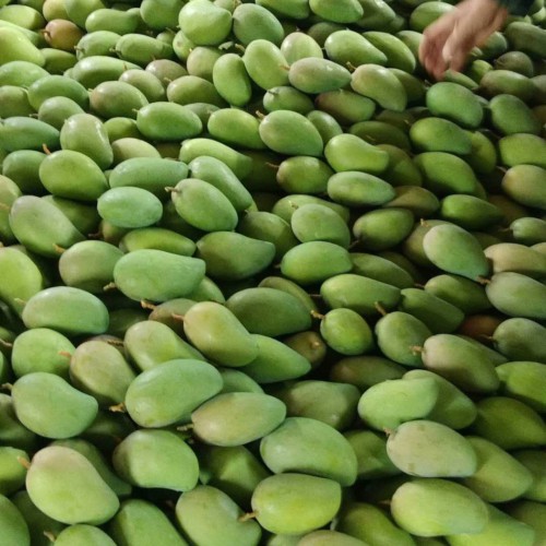 "亚热带水果中的王者"芒果是什么季节的新鲜水果?多少钱一斤?