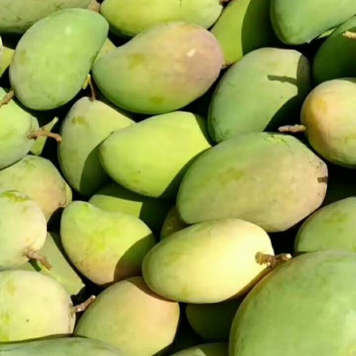 “亚热带果王”芒果树一年结几回果？怎么种才可以长大量的果子？