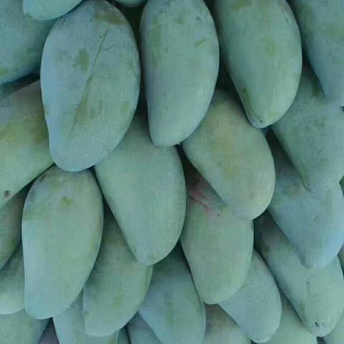 “感情之果”芒果何时种好？1亩大约能种是多少棵？怎么种？