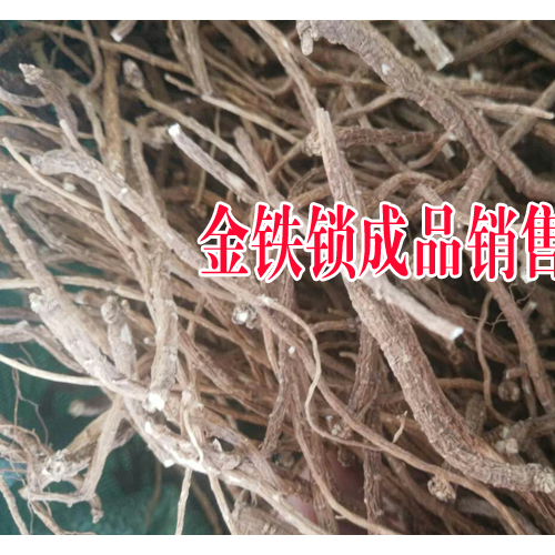金铁锁栽培技术和管制种植方法
