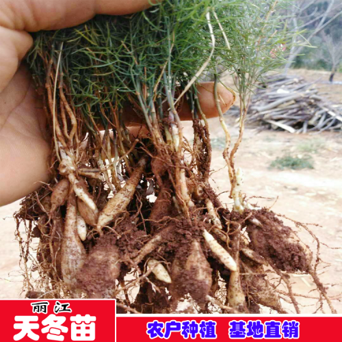 华坪县(中心镇)哪里有卖天冬苗