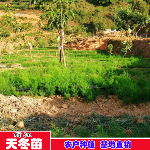 右江区哪里有卖天冬苗 天冬苗一斤多少钱