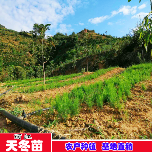 三江县哪里有卖天冬苗 天冬苗一斤多少钱 附各地天冬价格表
