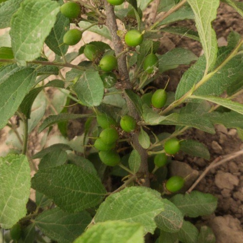 钙果多少钱一斤？钙果种植公司
