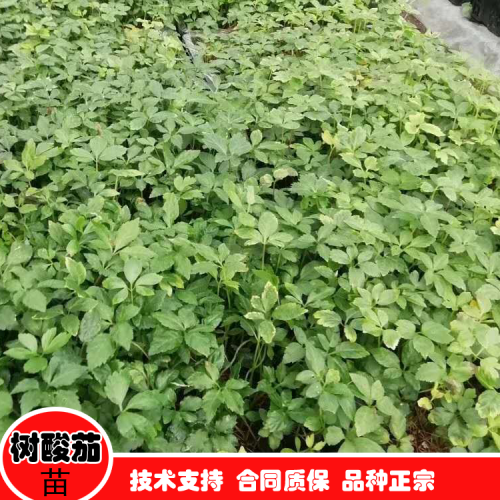 树酸茄 树酸茄种植技术  云南树酸茄种植技术