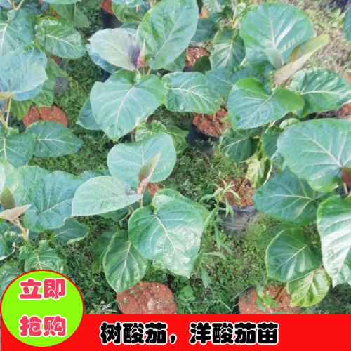树酸茄图片大全       酸茄树苗销售