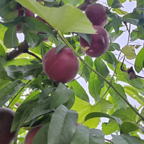 冬桃苗多少钱?云南开远繁荣苗圃一批优质冬桃现苗供应
