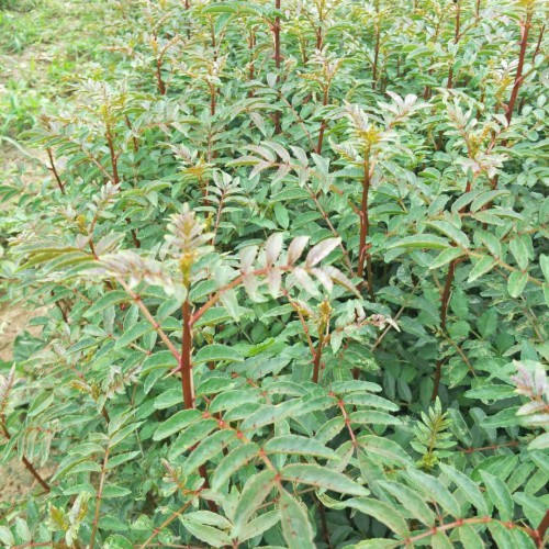 文山花椒苗多少钱一棵?适合文山地区种植花椒苗  一般一亩花椒苗栽多少棵?