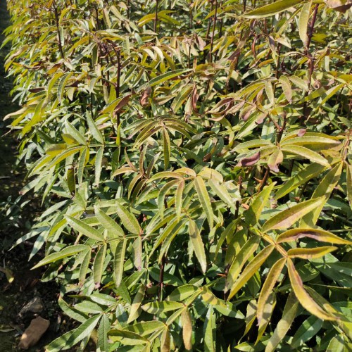 鲁甸花椒树苗多少钱一棵?