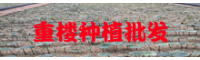 重楼種子何时栽种好是？栽培技术4大重要关键点个人收藏好！