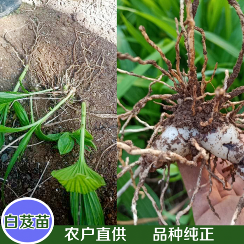 2016新大白芨种苗供应＆白芨种苗出售